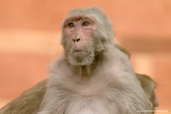 Istock-india01